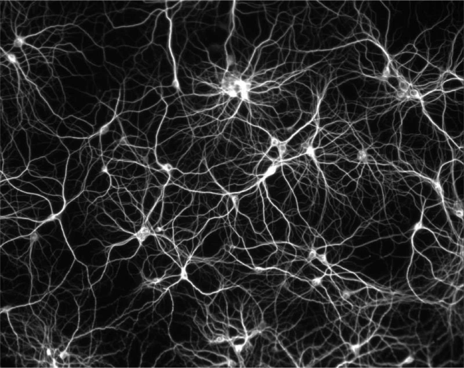 Neurons and their connections, black and white micrograph